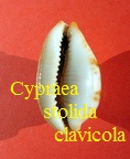 Cypraea stolida clavicola, Lorenz 1998